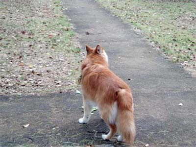 0433
