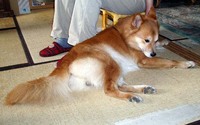 麻痺したアール